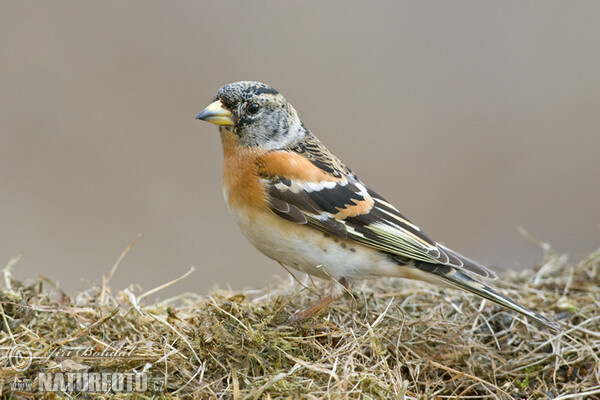 Bergfink (Fringilla montifringilla)