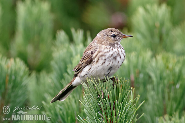 Bergpieper (Anthus spinoletta)