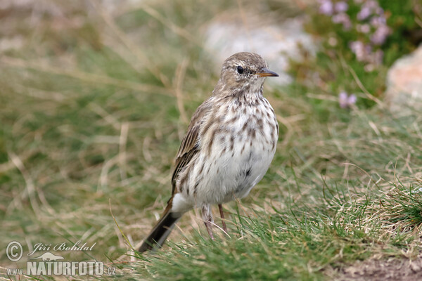 Bergpieper (Anthus spinoletta)