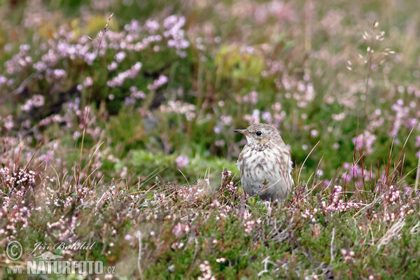 Bergpieper (Anthus spinoletta)