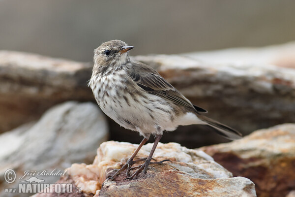 Bergpieper (Anthus spinoletta)