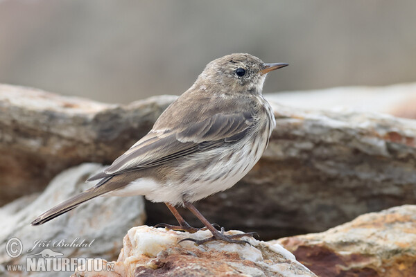 Bergpieper (Anthus spinoletta)