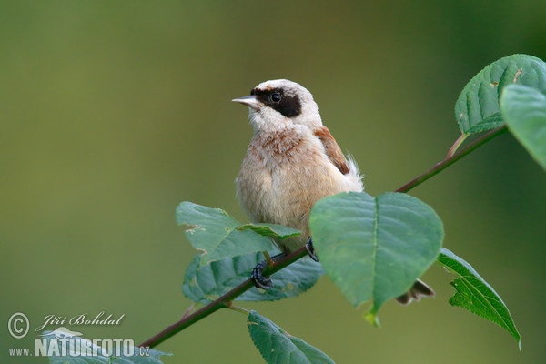 Beutelmeise (Remiz pendulinus)