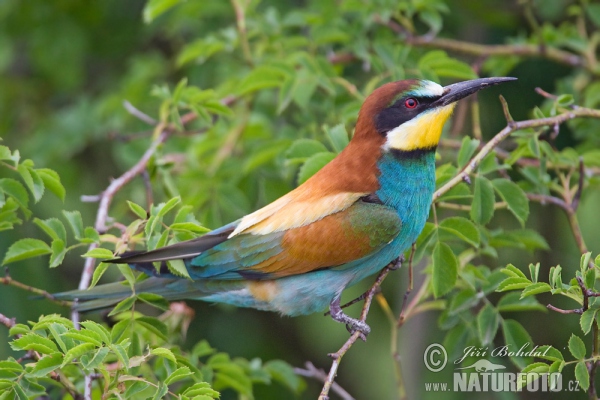 Bienenfresser (Merops apiaster)