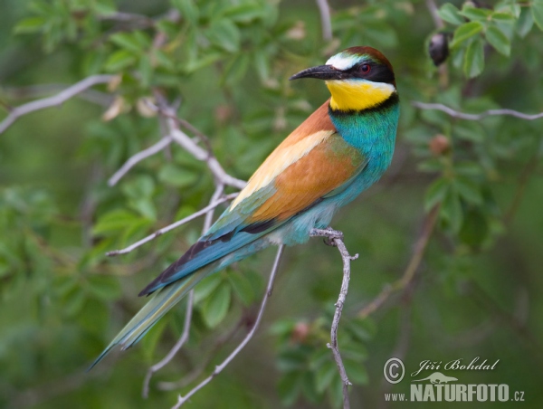 Bienenfresser (Merops apiaster)