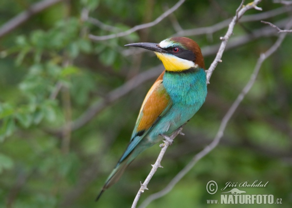 Bienenfresser (Merops apiaster)