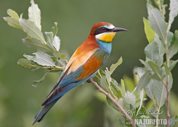 Bienenfresser (Merops apiaster)