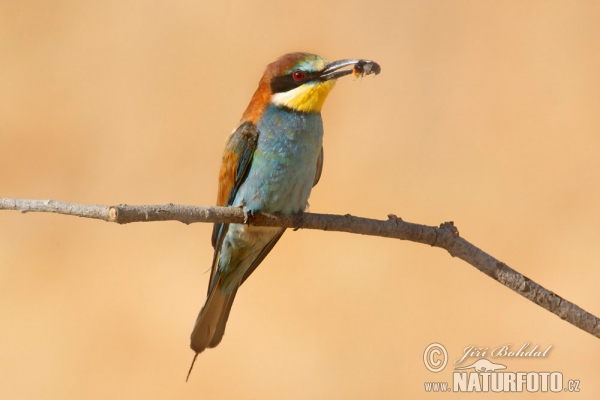 Bienenfresser (Merops apiaster)