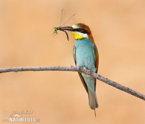 Bienenfresser (Merops apiaster)