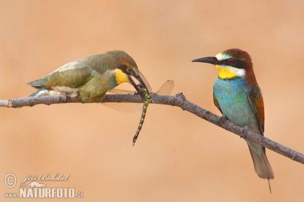 Bienenfresser (Merops apiaster)