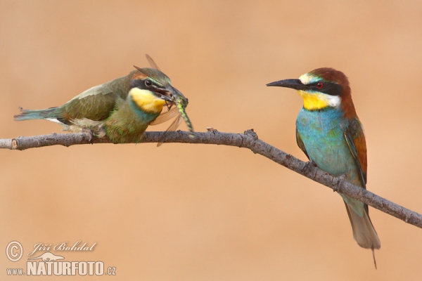 Bienenfresser (Merops apiaster)