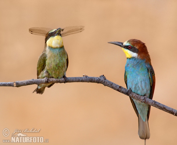 Bienenfresser (Merops apiaster)