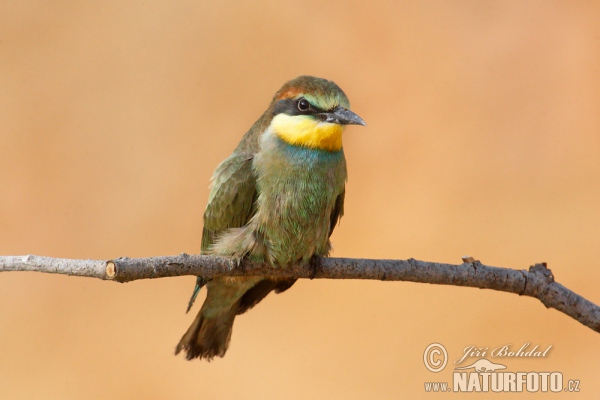 Bienenfresser (Merops apiaster)