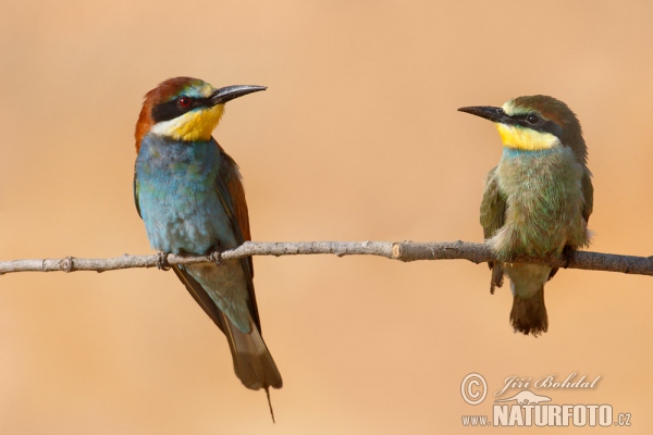 Bienenfresser (Merops apiaster)