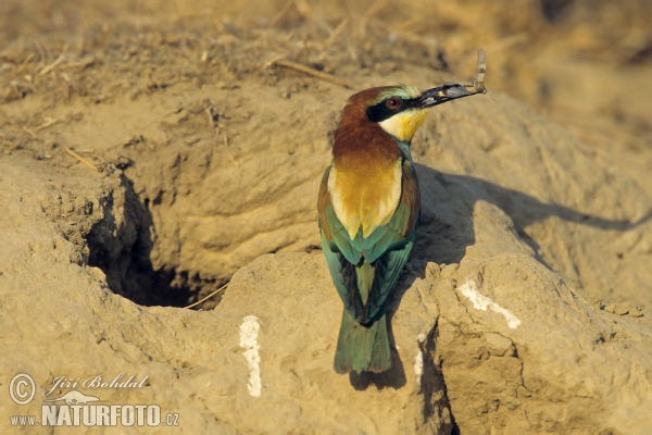 Bienenfresser (Merops apiaster)