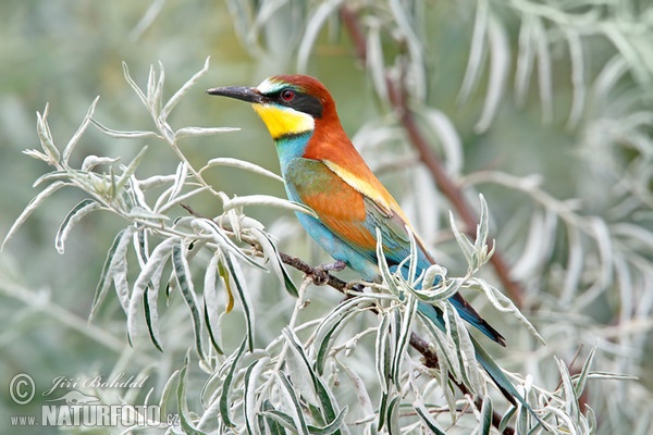 Bienenfresser (Merops apiaster)