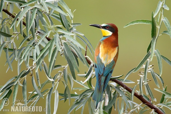 Bienenfresser (Merops apiaster)