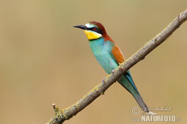 Bienenfresser (Merops apiaster)