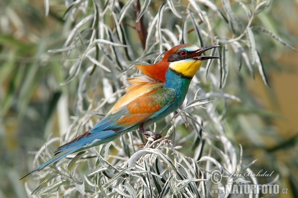 Bienenfresser (Merops apiaster)