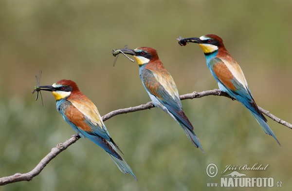 Bienenfresser (Merops apiaster)