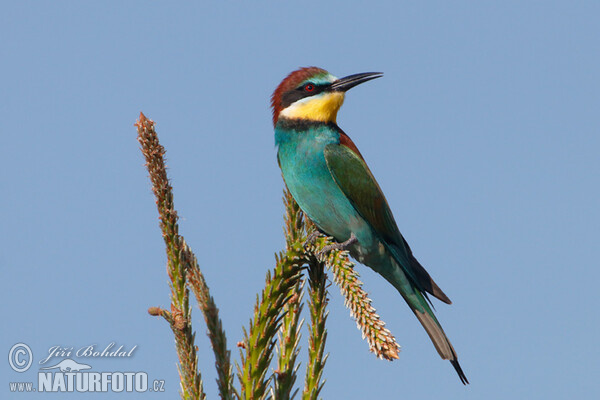 Bienenfresser (Merops apiaster)