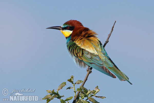 Bienenfresser (Merops apiaster)