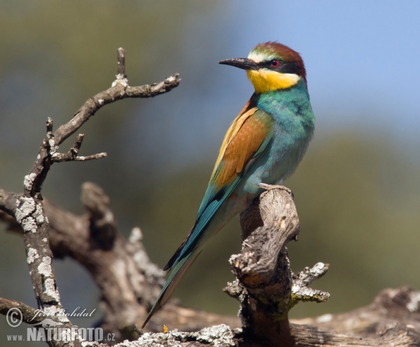 Bienenfresser (Merops apiaster)