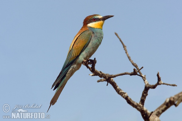 Bienenfresser (Merops apiaster)