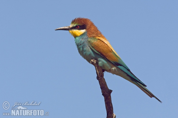 Bienenfresser (Merops apiaster)