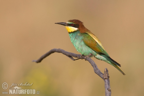 Bienenfresser (Merops apiaster)