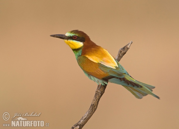 Bienenfresser (Merops apiaster)