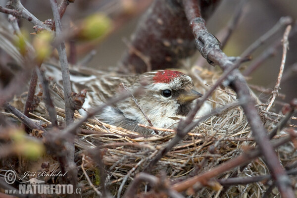 Birkenzeisig (Carduelis flammea)