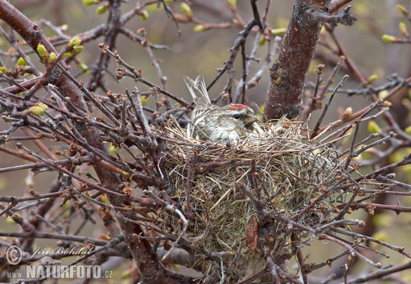 Birkenzeisig (Carduelis flammea)