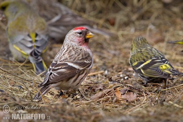 Birkenzeisig (Carduelis flammea)