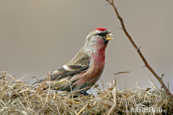 Birkenzeisig (Carduelis flammea)