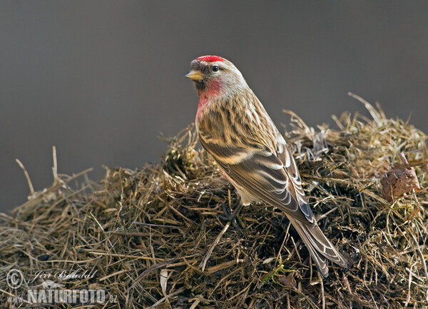 Birkenzeisig (Carduelis flammea)