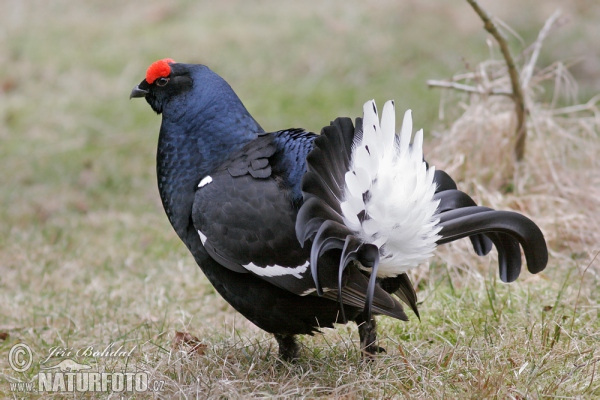 Birkhuhn (Tetrao tetrix)