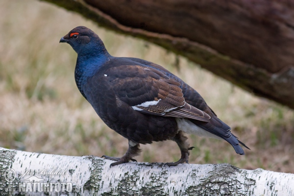 Birkhuhn (Tetrao tetrix)