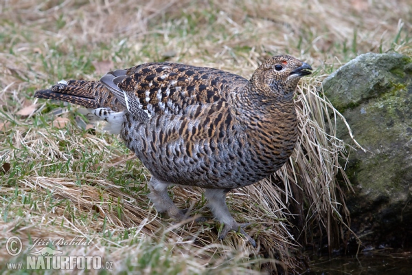 Birkhuhn (Tetrao tetrix)