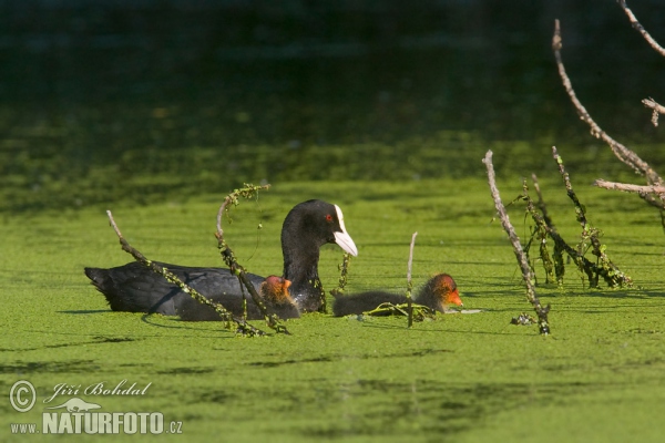 Blässhuhn (Fulica atra)