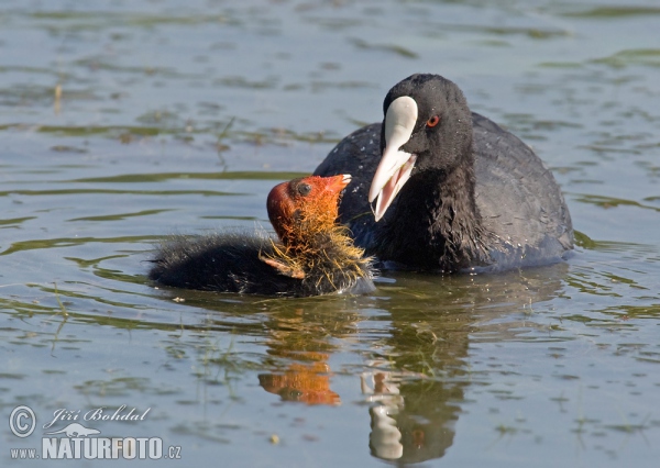 Blässhuhn (Fulica atra)