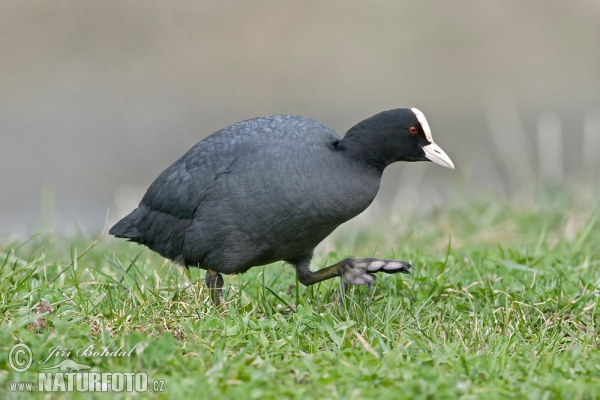 Blässhuhn (Fulica atra)