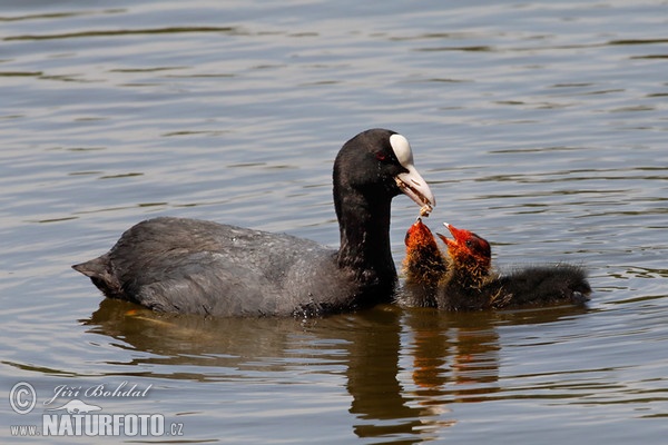 Blässhuhn (Fulica atra)