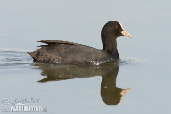 Blässhuhn (Fulica atra)