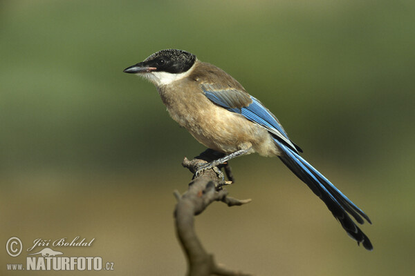 Blauelster (Cyanopica cyanus)