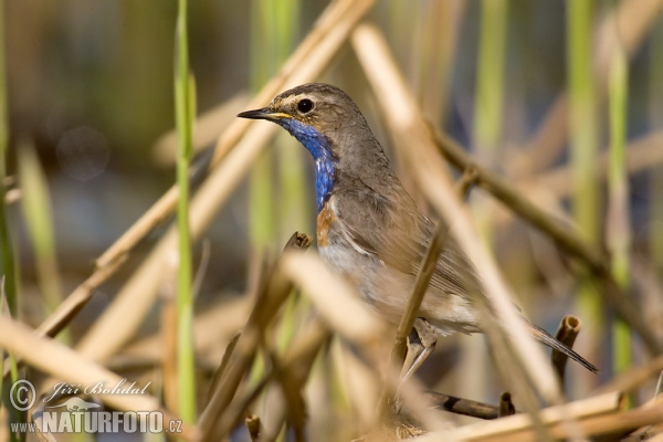 Blaukehlchen (Luscinia svecica)