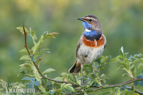 Blaukehlchen (Luscinia svecica)