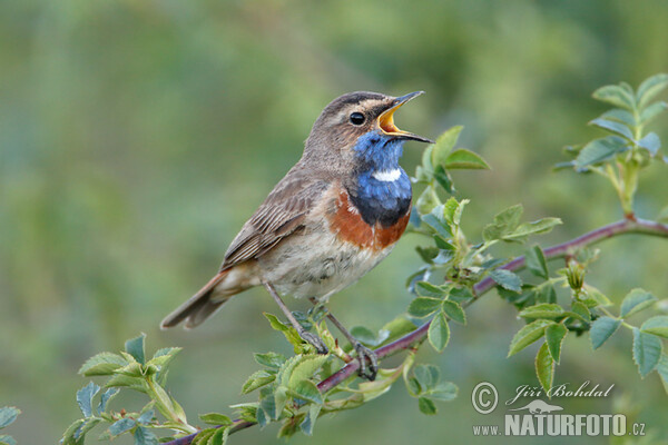 Blaukehlchen (Luscinia svecica)