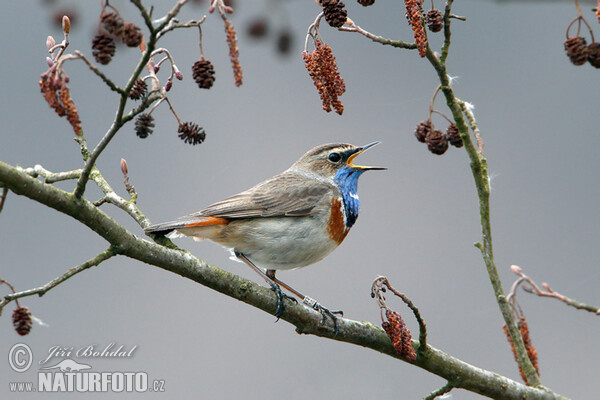 Blaukehlchen (Luscinia svecica)