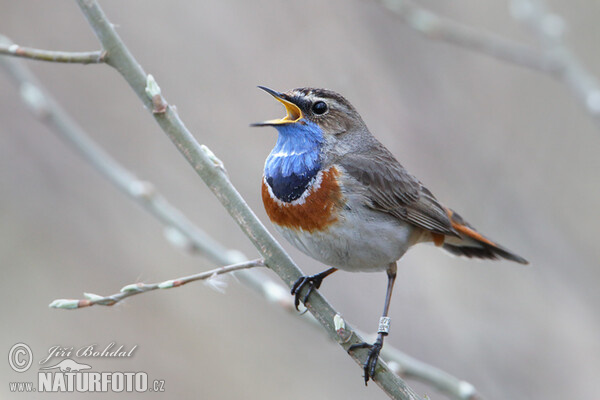 Blaukehlchen (Luscinia svecica)